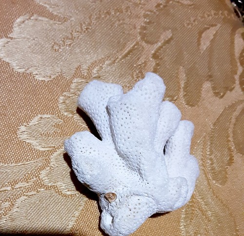 Corallo bianco grezzo - corallo,