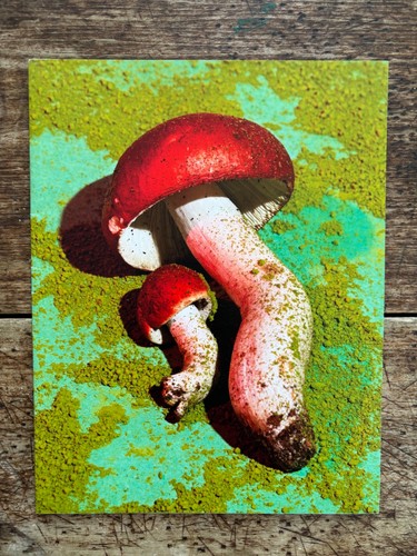 Mushrooms friends 1 phyllis - mushrooms, &