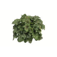 Heuchera "Emerald Queen" -
