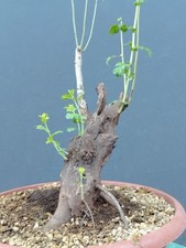 Bonsai Biancospino 30x17cm