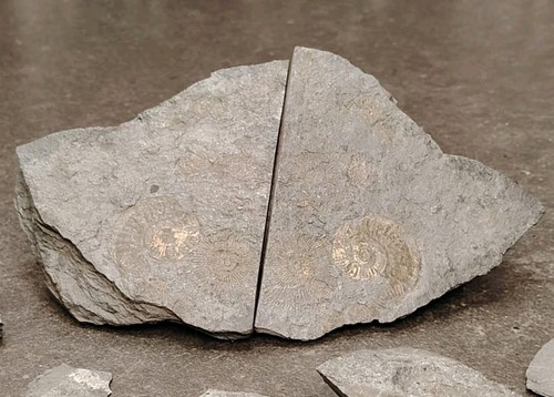 Ammonite fossile.