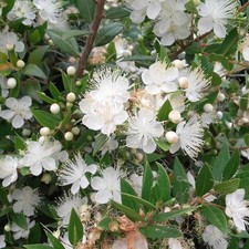 Pianta di MIRTO COMMUNIS mirto