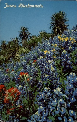 Texas bluebonnets brenham - texas,