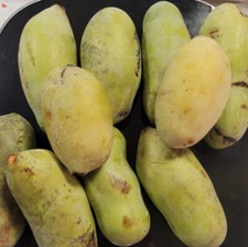 Paw Paw Seeds Asimina Triloba