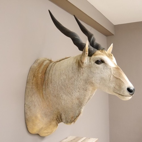 Eland - , oryx)
