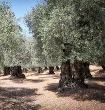Olea europaea cv 'Nocellara' | Olivo | Olivo europeo - Olivo | Europa