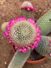 MAMMILLARIA SPINOSISSIMA SUBS