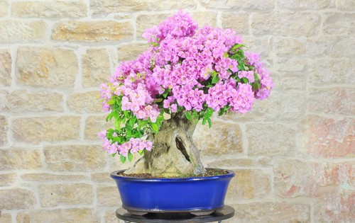 Bonsai bougainvillea - di,