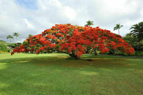 Delonix regia albero - regia, del