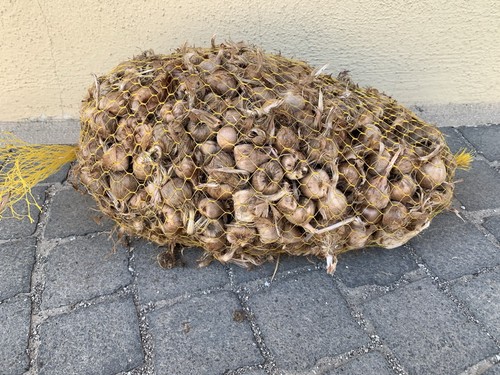 500 bulbi zafferano prodotti - 500,