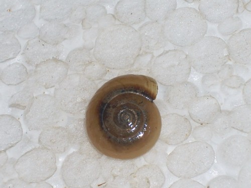 Oxychilus draparnaudi - oxychilus,