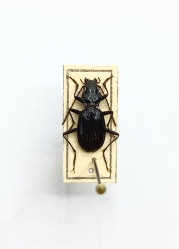 Entomology taxidermy - entomology,