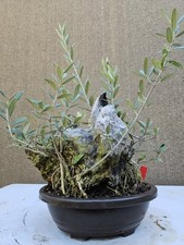 Old European Olive Bonsai