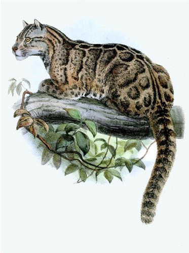 Poster lucido leopardo - lucido,