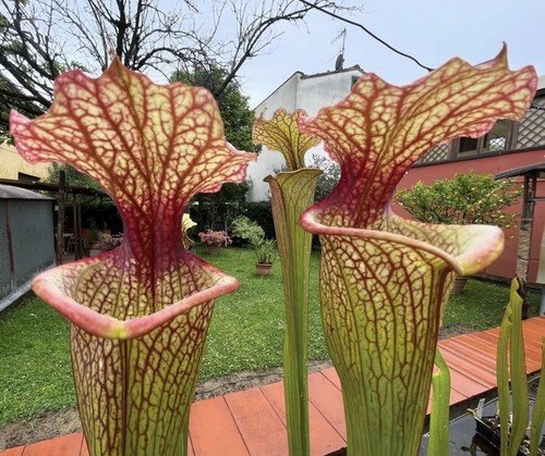 Pianta carnivora sarracenia - pianta,