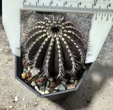 Uebelmannia 5,2 cm variegato decorazione giardino piante cactus giardino WYSIWYG