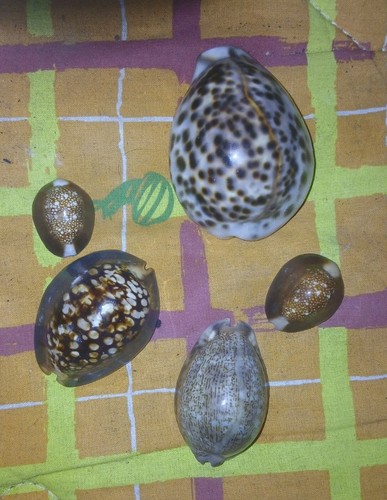 Collezione conchiglie ciprea - collezione,