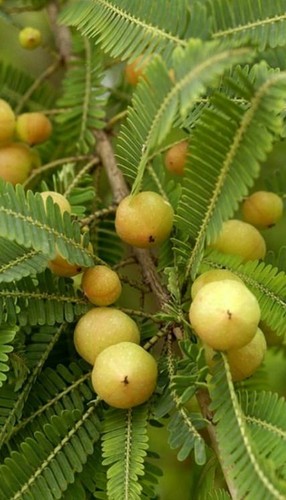 Phyllanthus emblica semi - phyllanthus,