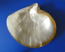 PIATTO DI MADREPERLA