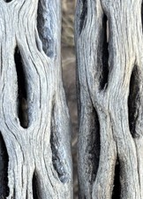 500 CHOLLA 6” Pezzi *Grande