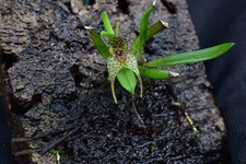 Dryadella aff. orchidea