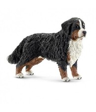 Bovaro Bernese femmina