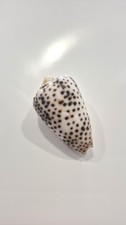 CONUS PULICARIUS  BARGAIN!!