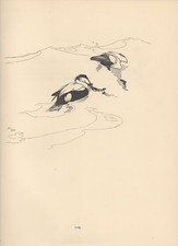 1937 Stampa Di Uccelli ~