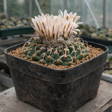 Turbinicarpus panarottoii
