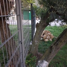 Cancelli carabilli e cancelli pedonali su misura, 3D o 2D recinzioni