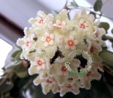 Bouture Cutting Hoya cv Chouke