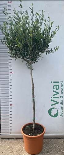 Pianta ulivo varieta in - pianta,