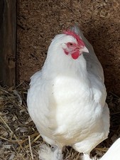Rare white marans hatching - marans,