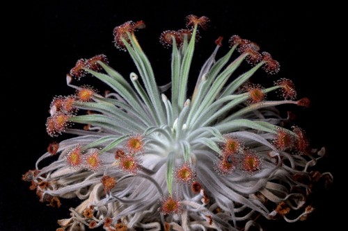 Pianta carnivora drosera - pianta,