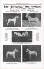 BULL TERRIER 1924 SILVERSEA