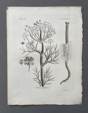 Incisione antica, botanica