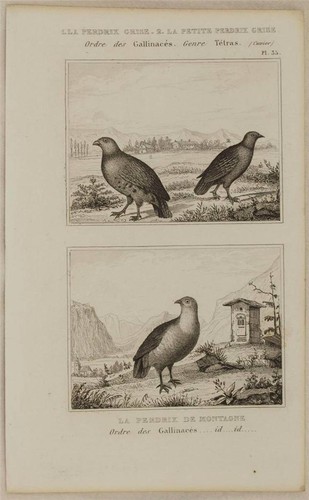 Buffon bird grey - bird, partridge