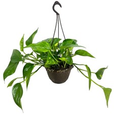 Pianta di POTHOS rampicante