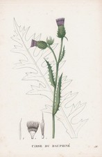 Cirse Dauphine Distel Fiore