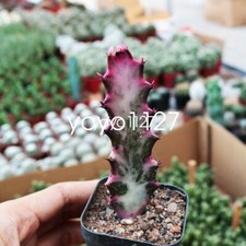 5PCS Pianta di Cactus