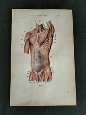 Lotto N. 5 Stampe Anatomiche Vintage Antiquariato  Muscoli Di E. Giandotti