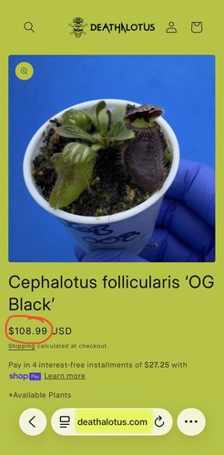 Rare cephalotus follicularis - cephalotus,