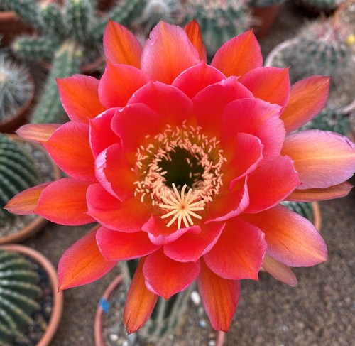 Cereus hybrid cactus - t.cereus,