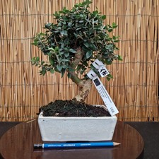 Bonsai olivo 30cm visita - di,