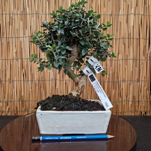 Bonsai olivo 30cm visita - bonsai,