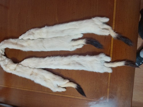 Pelliccia ermellino - pelliccia,