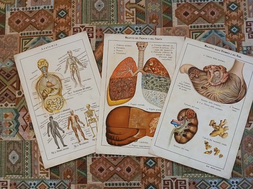 Cromolitografie anatomia - 3,