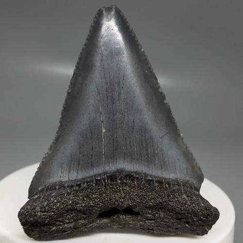 Colori scuri dente - colori, di
