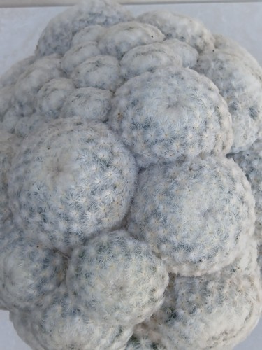 Grand mammillaria plumosa - grand,
