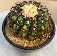 Pianta succulenta Discocactus ferricola var.  coltivazione semi decorazione giardino boutique 4 cm